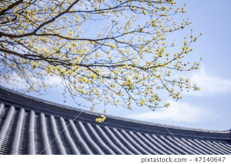 山花,Bongeunsa寺,江南區,首爾 山花,Bongeunsa寺,江南區,首爾 47140647
