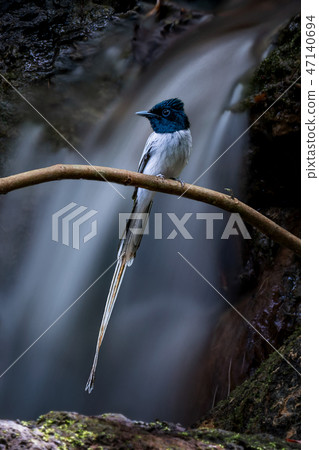 Asian Paradise Flycatcher and white color. 47140694
