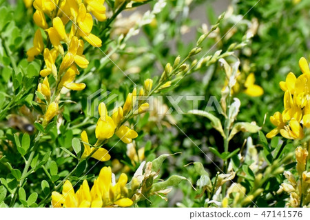 在三鷹中原開花的黃色仙人掌花(Himenichida) 在三鷹中原開花的黃色仙人掌花(Himenichida) 47141576