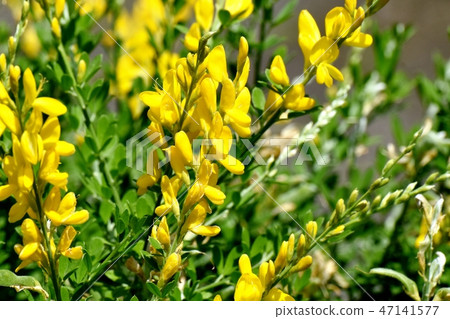 在三鷹中原開花的黃色仙人掌花(Himenichida) 在三鷹中原開花的黃色仙人掌花(Himenichida) 47141577