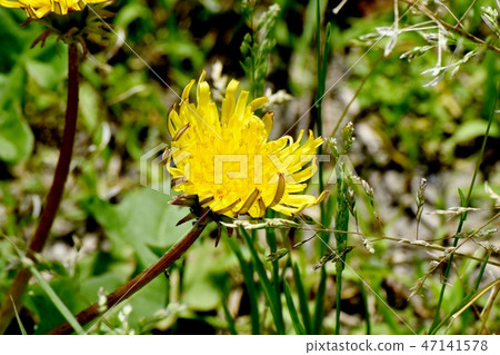 Seiyo Tanpopo盛開在三鷹中原 Seiyo Tanpopo盛開在三鷹中原 47141578