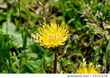 Seiyo Tanpopo盛開在三鷹中原 47141579