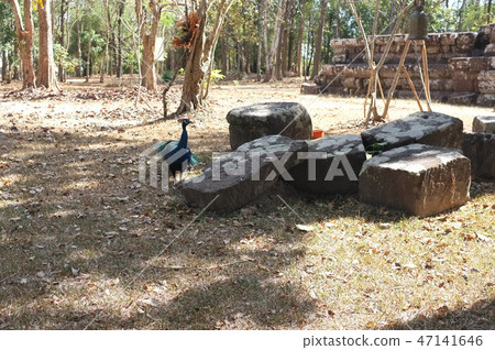 Beautiful peacock spreading its tail 47141646
