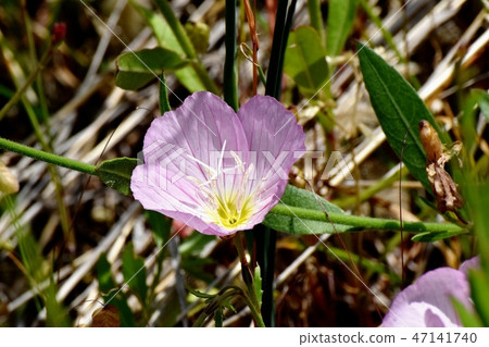 開花在三鷹中原的小山櫻桃樹 開花在三鷹中原的小山櫻桃樹 47141740