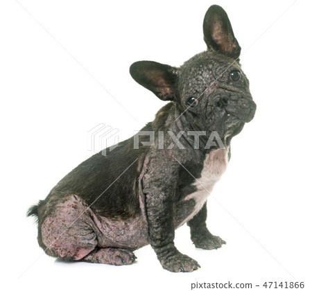 dog with Demodicosis dog with Demodicosis 47141866