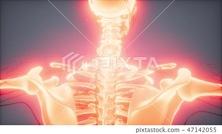 Transparent Human Body with Visible Bones Transparent Human Body with Visible Bones 47142055