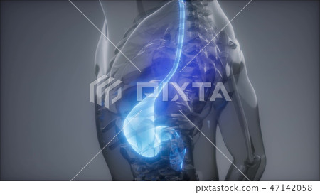 Human Stomach Radiology Exam 47142058