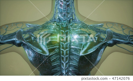 radiographic scan of homan skeletal bones 47142076