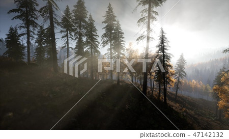 Sun Shining Through Pine Trees in Mountain Forest 47142132