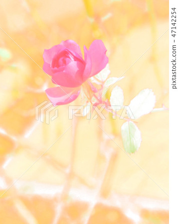 玫瑰花1月 玫瑰花1月 47142254