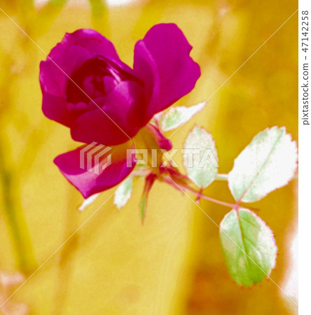 玫瑰花1月 玫瑰花1月 47142258