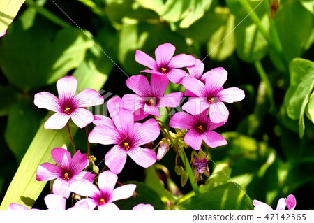 Imokatabami blooming in Mitaka Nakahara Imokatabami blooming in Mitaka Nakahara 47142365