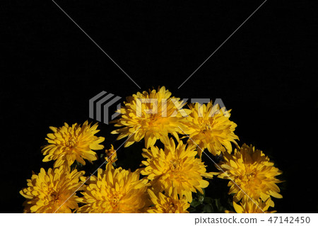 Yellow chrysanthemum Yellow chrysanthemum 47142450