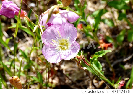 開花在三鷹中原的小山櫻桃樹 開花在三鷹中原的小山櫻桃樹 47142456