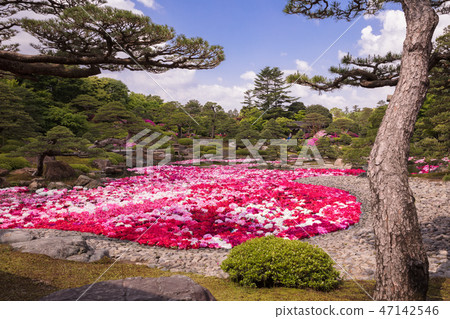 島根縣Yushien牡丹 島根縣Yushien牡丹 47142546