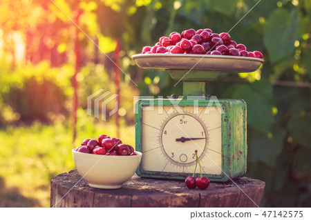 Vintage scales and cherry on the stump 47142575