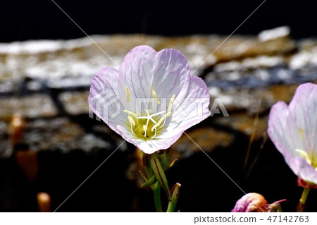 開花在三鷹中原的小山櫻桃樹 47142763