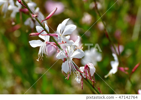 Gowra盛開在三鷹中原 47142764