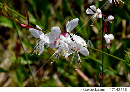 Gowra blooming in Mitaka Nakahara 47142818