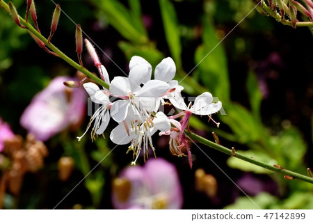 Gowra盛開在三鷹中原 47142899