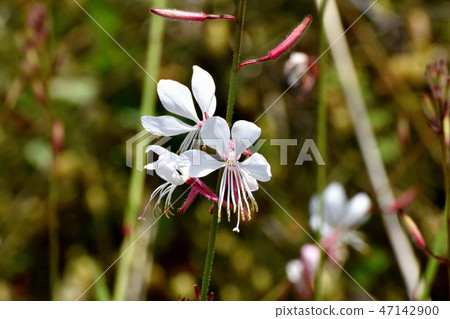 Gowra盛開在三鷹中原 47142900