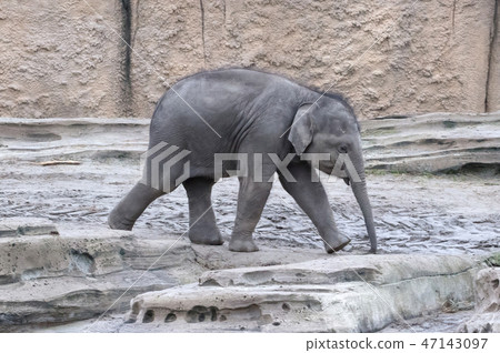 Baby elephant walking 47143097