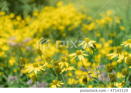 鮮花盛開在草地上/北海道別icho町 47143129