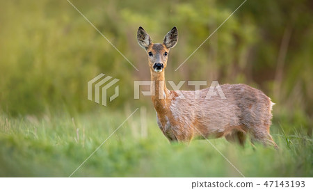 Roe deer, capreolus capreolus, doe female in spring standing on a meadow. 47143193