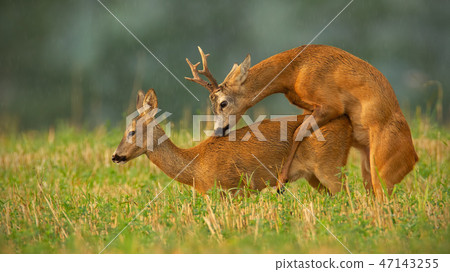 Roe deer, capreolus capreolus, couple copulating at evening light during summer rain. Roe deer, capreolus capreolus, couple copulating at evening light during summer rain. 47143255