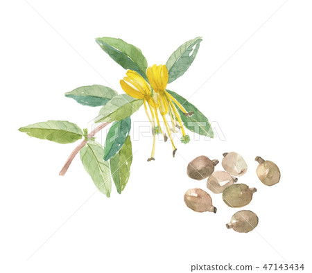 Shinobu冬天 47143434