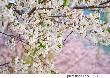 Blooming sakura cherry blossom 47143598