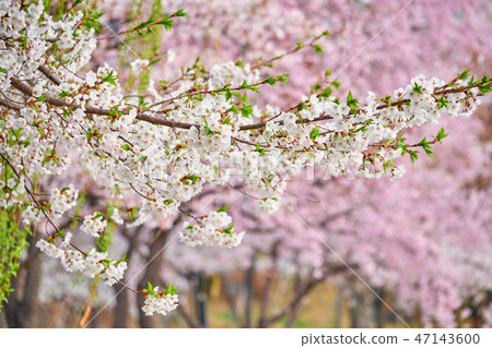 Blooming sakura cherry blossom Blooming sakura cherry blossom 47143600