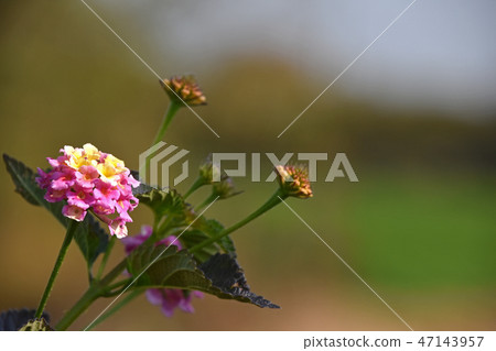 Lantana 47143957