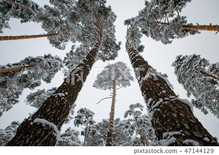 Frosty morning in the Siberian taiga. 47144129