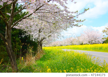 Noksan road, cherry tree, rape flower, road, Noksan road, cherry tree, rape flower, road, 47144173