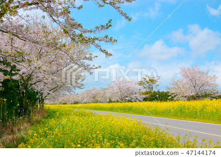 Noksan road, cherry tree, rape flower, road, Noksan road, cherry tree, rape flower, road, 47144174