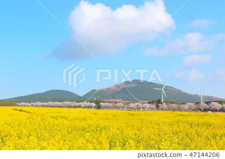 Noksan road, cherry tree, rape flower, road, Noksan road, cherry tree, rape flower, road, 47144206