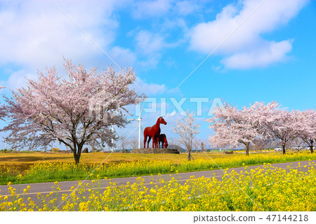 Noksan road, cherry tree, rape flower, road, Noksan road, cherry tree, rape flower, road, 47144218