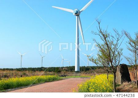 Noksan road, cherry tree, rape flower, road, 47144238