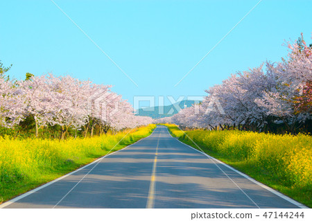 Noksan路,櫻花樹,油菜花,道路, Noksan路,櫻花樹,油菜花,道路, 47144244