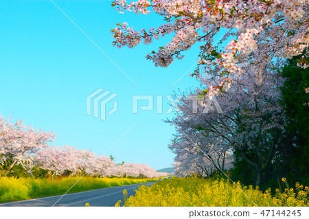 Noksan路,櫻花樹,油菜花,道路, Noksan路,櫻花樹,油菜花,道路, 47144245