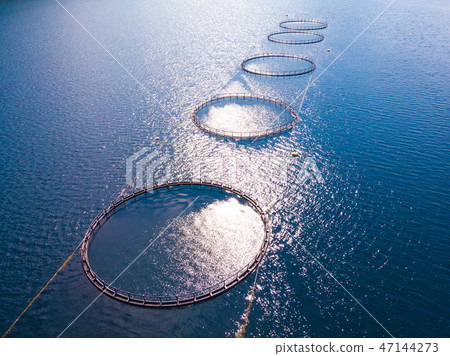 Salmon farming, fish farm in the sea Salmon farming, fish farm in the sea 47144273