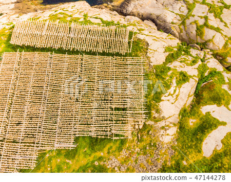 Cod stockfish drying on racks, Lofoten islands Cod stockfish drying on racks, Lofoten islands 47144278