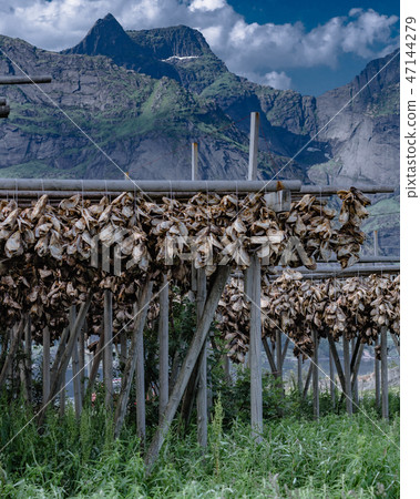 Cod stockfish drying on racks, Lofoten islands Cod stockfish drying on racks, Lofoten islands 47144279