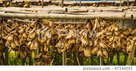 Cod stockfish drying on racks, Lofoten islands Cod stockfish drying on racks, Lofoten islands 47144281