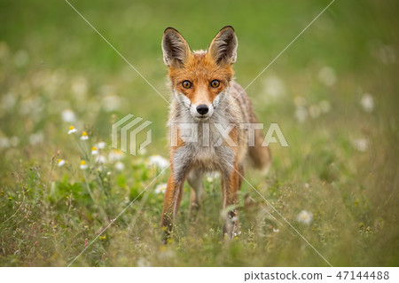 Young curious red fox on a summer meadow with flowers Young curious red fox on a summer meadow with flowers 47144488