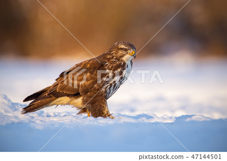 Common buzzard, buteo buteo, in winter on a snow at sunset 47144501