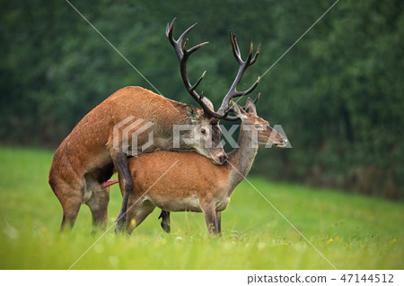 Copulating red deer, cervus elaphus, couple in autmn. Copulating red deer, cervus elaphus, couple in autmn. 47144512