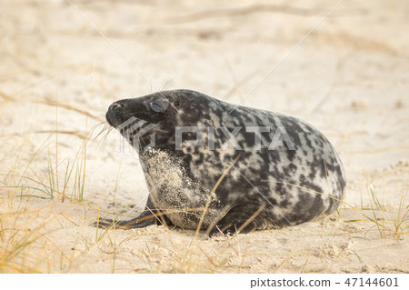 A grey seal lies on the beach on Helgoland 47144601