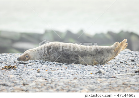 A grey seal lies on the beach on Helgoland 47144602